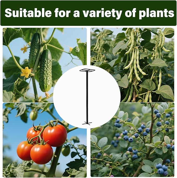 2-Pack Metal Dragon Fruit Trellis - Durable Vertical Garden Support for Climbing Plants, Easy to Assemble, 12x12x50 Inches for Dragon Fruit Enthusiasts