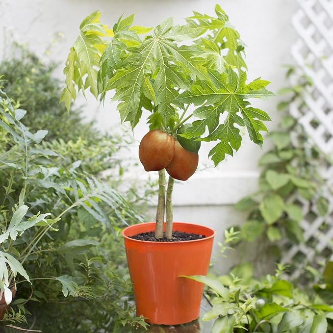 Premium Peach Potting Soil Mix - Optimal Nutrient-Rich Blend for Thriving and Juicy Peaches - 20 Quart