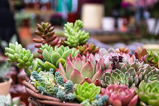 Leaves and Soul Succulent Fertilizer Pellets |13-11-11 Slow Release Pellets for All Cactus and Succulents | Multi-Purpose Blend & Gardening Supplies, No Fillers | 5.2 oz Resealable Packaging