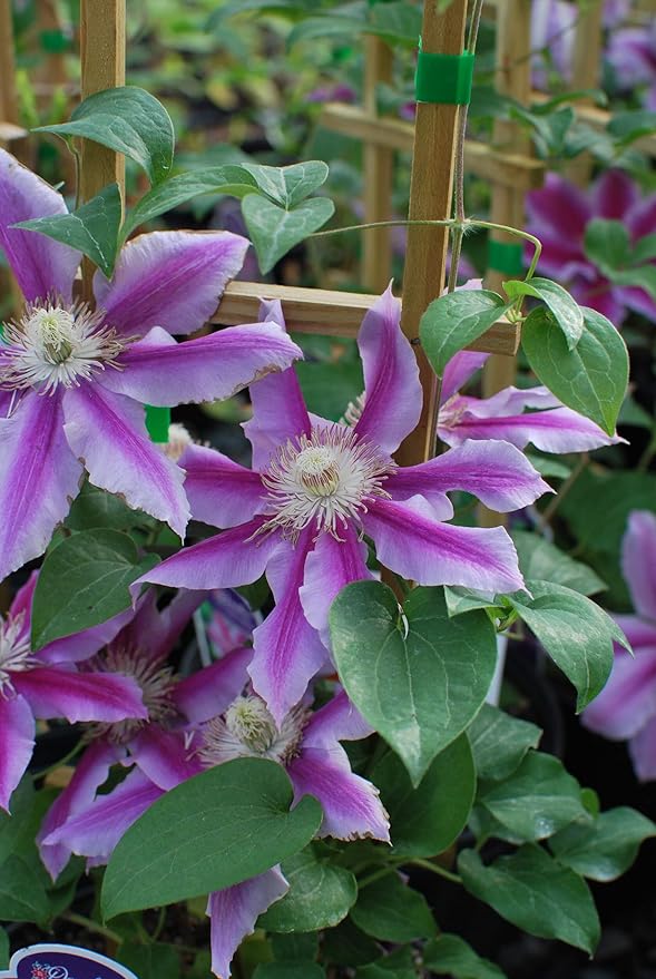 Perennial Farm Clematis 'Dr. Ruppel' Hybrid – Live Flowering Vine in 4 Quart Container, Large Rose-Pink Blooms with Deep Pink Stripes, Long Blooming, Ideal for Trellises, Arbors & Garden Fences