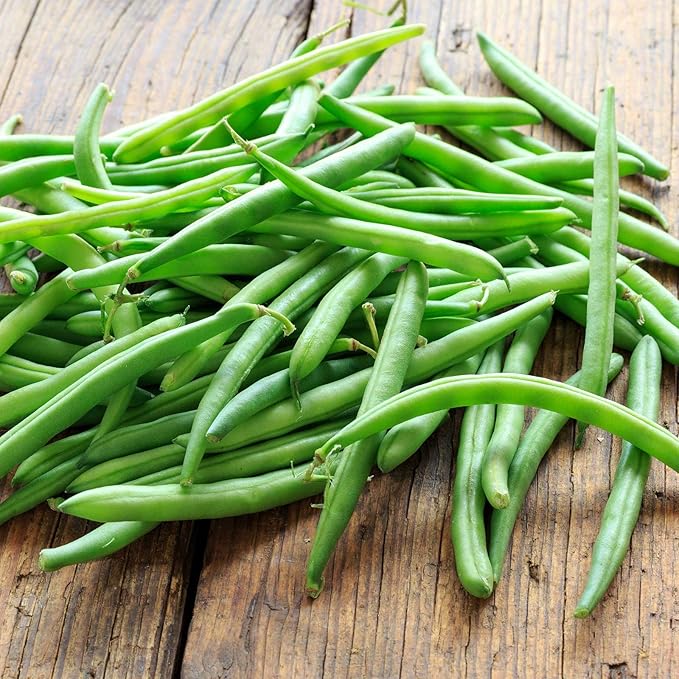 Organic Bush Blue Lake 274 Bean - 5 LB Bulk ~6,000 Seeds - Organic, Non-GMO, Open Pollinated, Heirloom, Vegetable Gardening Seeds