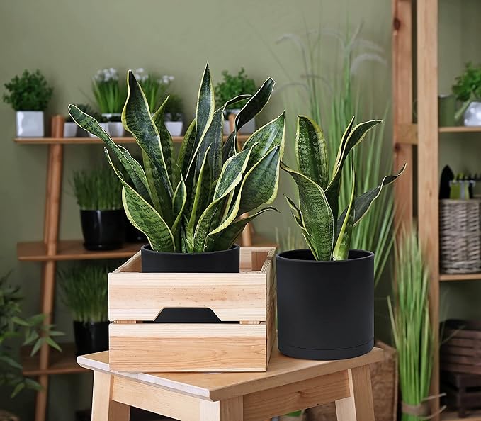 D'vine Dev 6 Inch 6.5 Inch 8 Inch, Set of 3 Plastic Planter Pots for Plants with Drainage Hole and Seamless Saucers, Black Color, Medium, 74-V-B-3
