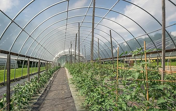 Greenhouse Plastic Sheeting 12x50 ft, 6 mil Thickness Replacement Cover, UV Resistant