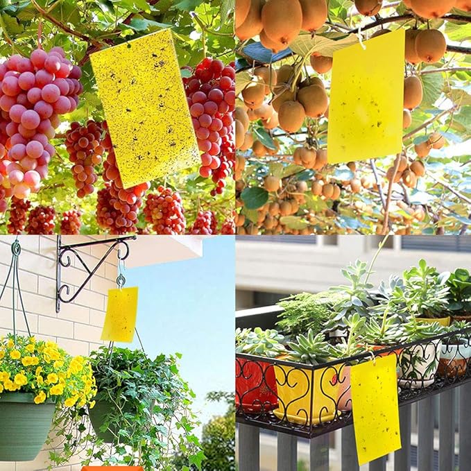 Kensizer 10-Pack Fruit Fly Trap, Yellow Sticky Gnat Trap Killer for Indoor/Outdoor Flying Plant Insect Like Fungus Gnat, Whiteflies, Aphids, Leaf Miners - 6x8 in, Twist Ties Included