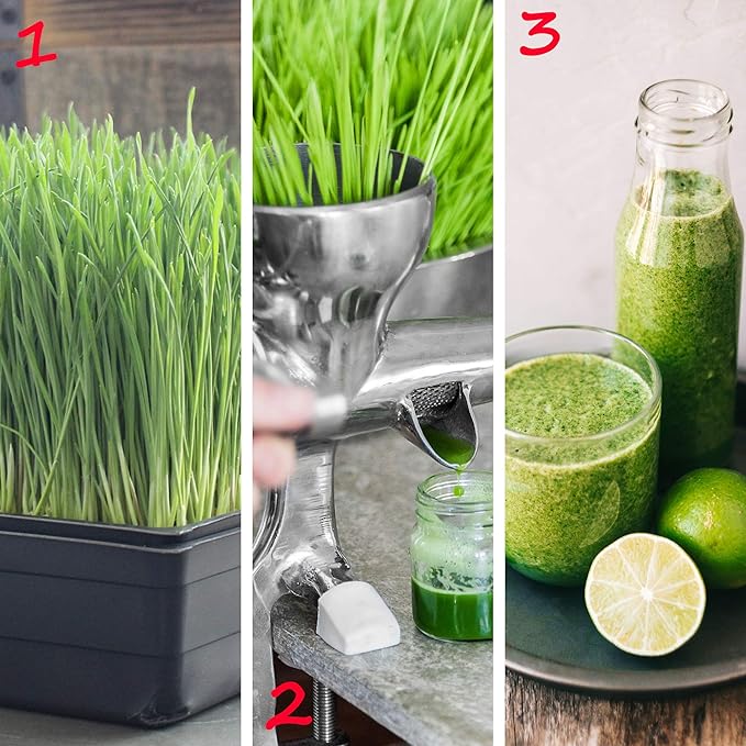 5-Pack 10x10 Garden Growing Trays Without Drain Holes - 10" x 10" Plastic Plant Trays No Holes - Wheatgrass Sprouting Tray, Microgreens Seed Tray, Hydroponic Trays, Nursery Flats, Greenhouse Supplies
