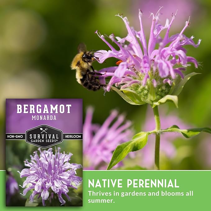 Survival Garden Seeds - Bergamot Herb (Bee Balm) Seed for Planting - 5 Packets with Instructions to Grow Monarda Fistulosa Wildflowers in Your Home Vegetable Garden - Non-GMO Heirloom Variety