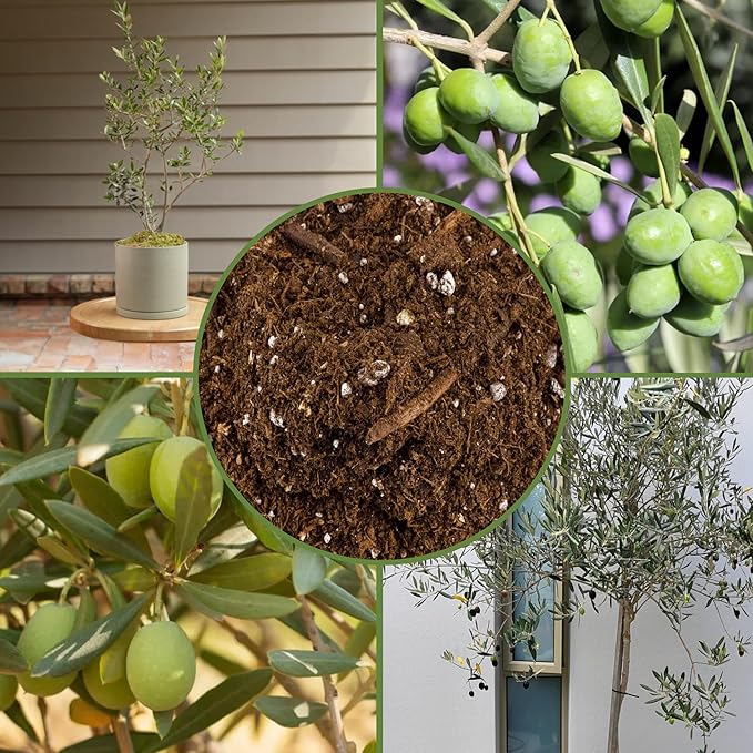 Olive Tree Potting Soil Mix (8 Quarts), for Planting, Repotting, and Growing Olive Bushes/Plants