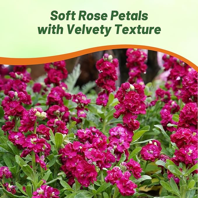 Outsidepride Ten Week Deep Rose Mattiola Stock Seeds - 2000 Pcs Annual Flower Seeds for Planting with Fragrant Blooms that Attract Pollinators, Compact Growth, for Cut Flower Arrangements & Containers