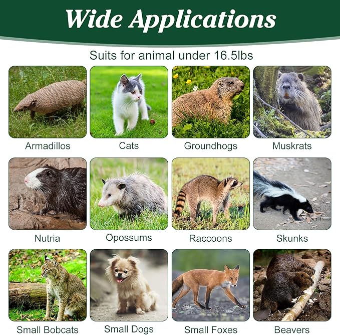 Humane Animal Trap, 30.5"x11.8"x11" Foldable Large Live Cage Traps for for Raccoons Beavers Groundhogs Foxes Armadillos and Other Live Animals, Easy to Catch and Release, Work for Indoor Outdoor