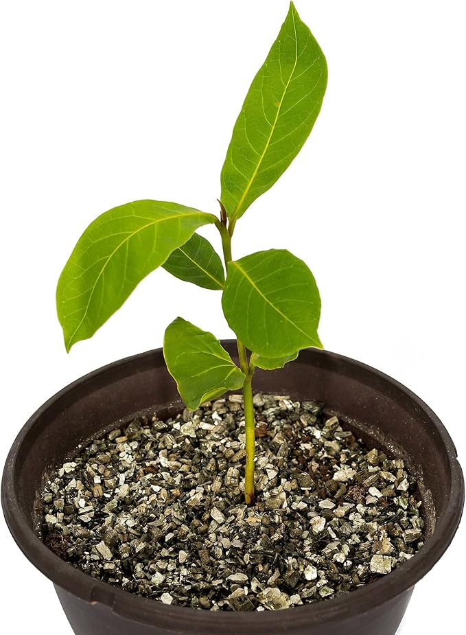 Premium Zamioculcas Plant Potting Mix - Crafted for Resilient Growth and Striking Elegance - 1 Quart
