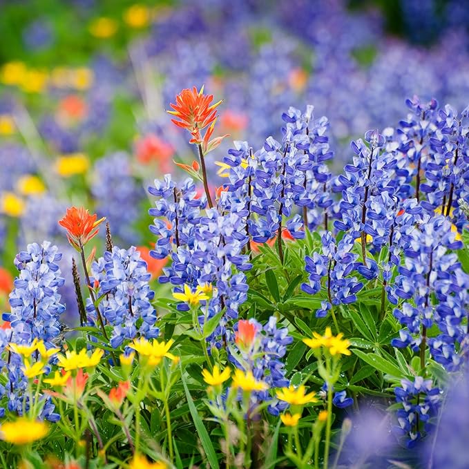 Created By Nature Alaska Wildflower Seed Mix, 15 Flower Varieties, 53,000 Seeds
