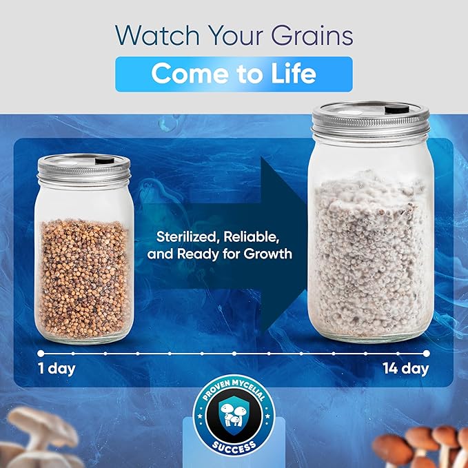 Surfin' Spores Mushroom Growing Grain Jars, Sterilized Hydrated Grain Spawn | 32 oz Glass Jars w/Self-Healing Injection Ports & Filter | Milo, Oyster Shell, & Gypsum Blend | 1 lb Per Jar (Two Pack)