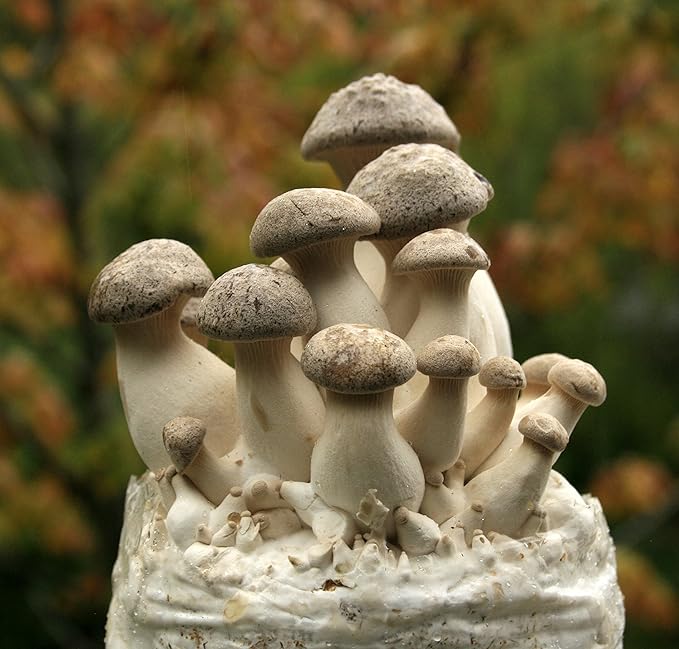 Two Mushroom Grow Kits, 3Lb Each (Two King Oyster Kits)