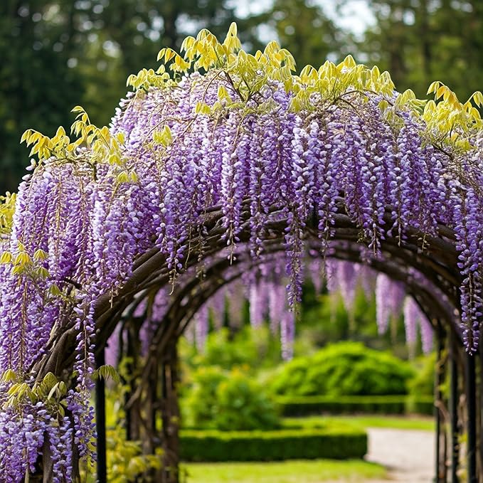 Wisteria Plant Grow Kit Indoor/Outdoor Starter Kit for Educational Growing | Great Gift Idea with Plastic Planter