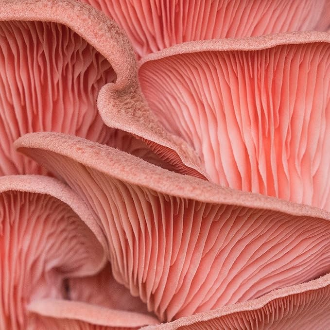 North Spore Organic Pink Oyster Mushroom Spray & Grow Kit (4 lbs) | USDA-Certified Organic, Non-GMO, Beginner-Friendly & Easy to Use | Handmade in Maine, USA