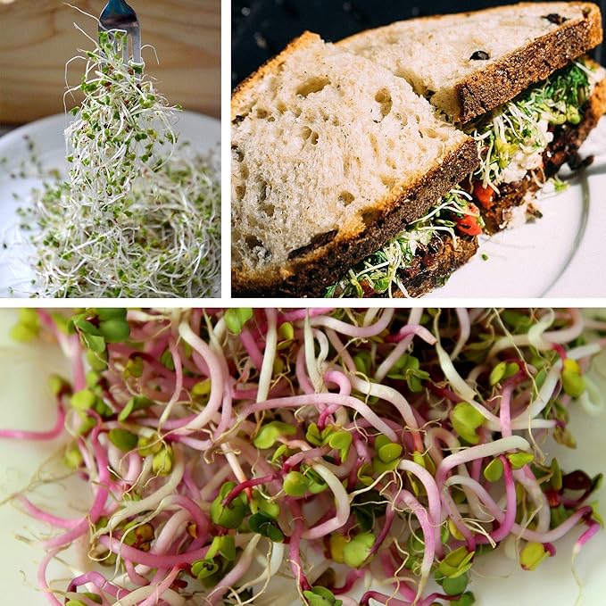 Organic Broccoli Sprout Growing Kit β Includes 316 Stainless Steel Lid, Stand, and Non-GMO Seeds β Complete Kit by Handy Pantry & Trellis + Co