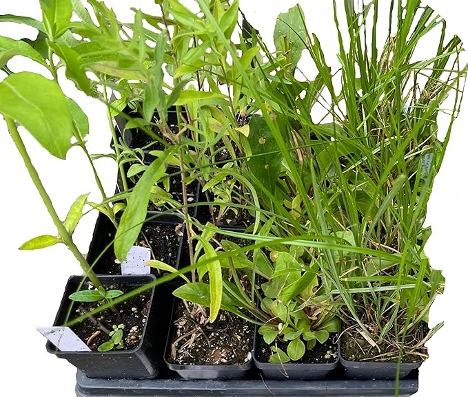 16 Live Outdoor Native Plants for Full Sun from My Home Park – Includes Aromatic Aster, Blue Mistflower, Butterfly Weed & Lanceleaf Coreopsis – Not Seeds – 4–8” Tall on Arrival – Easy to Grow