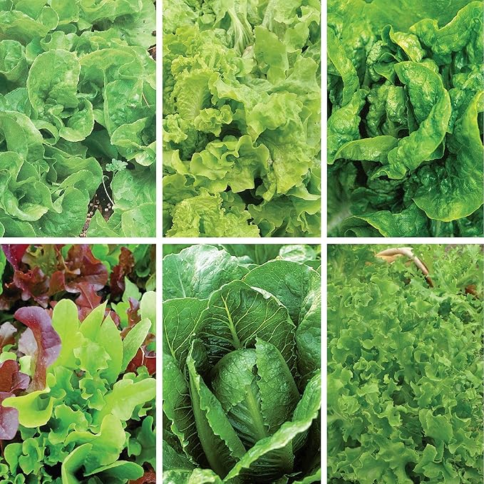 Jiffy Seed Starting Tray Kit, 36 Cell 36mm Peat Pellets, 2 Pack with Ferry-Morse Cold Hardy Organic Lettuce Seed Variety Pack