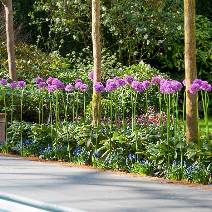 Garden State Bulb Gladiator Allium Flower Bulbs, 18cm, Fall Planting (Bag of 20)