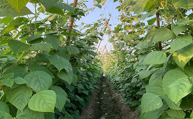 Plant Bamboo Post,4Feet,Bamboo Garden Stakes,50PcsBamboo Stakes,for Tomato,Beans,Vegetable and Flowers, Potted Plants,Indoor and Outdoor Climbing Plants