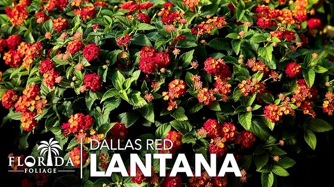 Lantana Dallas Red | 3 Live Plants | Lantana Camara | Flowering Perennial | Garden Colorful Bloom | Hardy Outdoor Decor | Vibrant Red Flowers