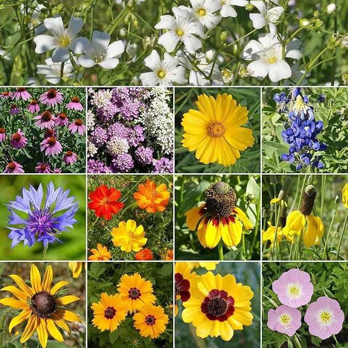 Ferry-Morse Texas Oklahoma Mix Bulk Wildflower Seeds, 1lb