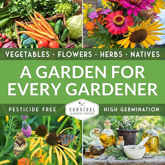 Survival Garden Seeds - Bergamot Herb (Bee Balm) Seed for Planting - 3 Packets with Instructions to Grow Monarda Fistulosa Wildflowers in Your Home Vegetable Garden - Non-GMO Heirloom Variety