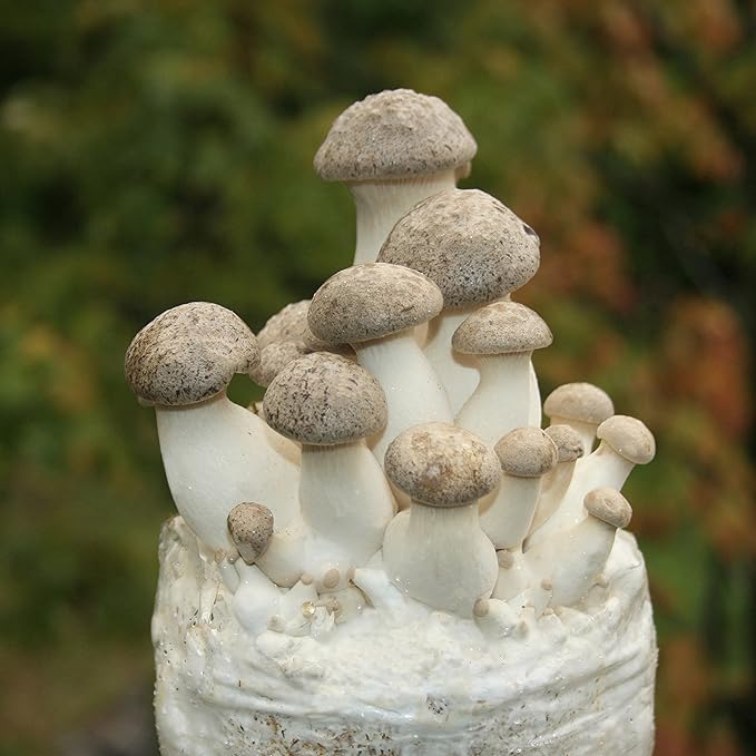 Two Mushroom Grow Kits, 3Lb Each (Two King Oyster Kits)
