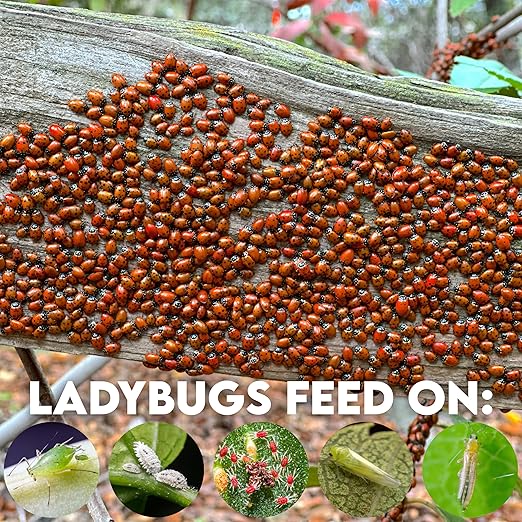 1500 Pre-Fed Live Ladybugs for Aphid Control | Hippodamia Convergens | Guaranteed Live Delivery