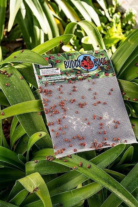 1500 Pre-Fed Live Ladybugs for Aphid Control | Hippodamia Convergens | Guaranteed Live Delivery