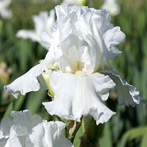 Bearded Iris Flower Bulb Mix - 5 Bulb Value Pack of Assorted Colors - Easy to Grow Fall Planting Bulbs by Willard & May