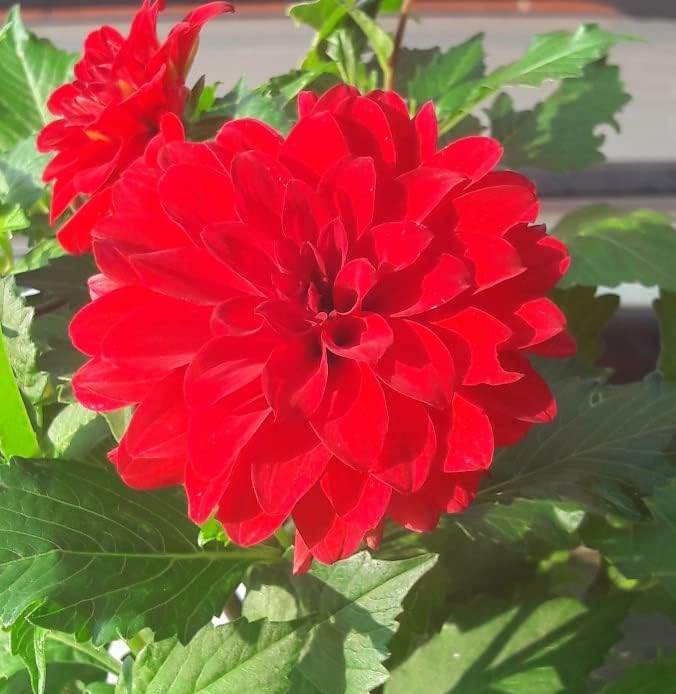 Garden Wonder Dahlia Bulbs - Stunning Dahlia Blooms, Large Flowering Dahlia Bulbs | Perennial Flower, Prefect for Cut, Easy to Grow, Attracts pollinators (8 Pack)