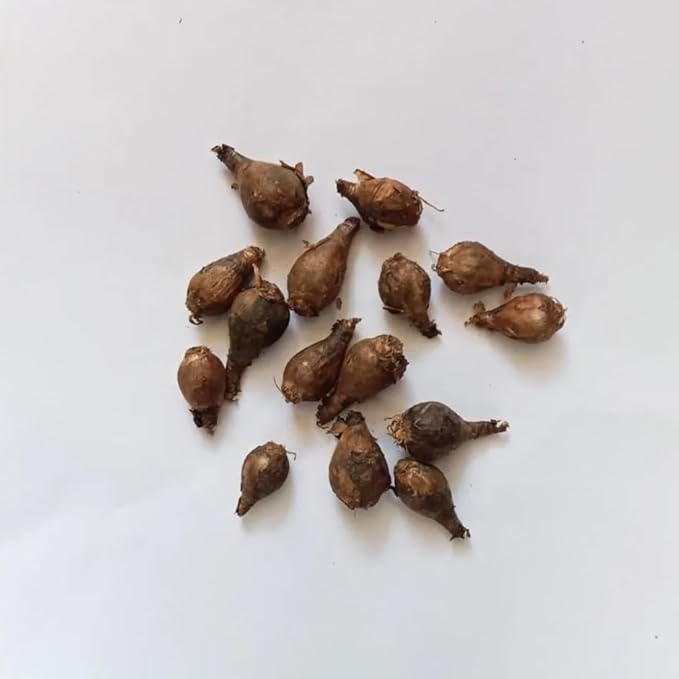 Zephyranthes Robustus Bulbs - Long Lasting Blooms, Perennial Rain Lily Bulk & Wholesale Bulbs for Planting | Easy to Grow and Low Maintenance (50 Pack)