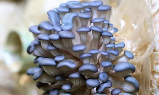 5 Pack Oyster Mushroom Liquid Cultures Starter Pack - Black Oyster, Blue Oyster, King Blue Oyster, Pearl Oyster, & Pink Oyster