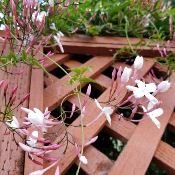 Pink Jasmine Vine - Jasminum Polyanthum - Fragrant & Blooming, Perfect for Indoor/Outdoor Decor (4 Pink jas sacs)