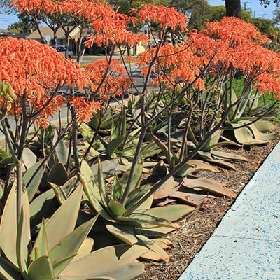 Coral Aloe Plants (Aloe striata) - Live Succulent with Striking Pink Edges and Smooth, Flat Leaves for Indoor/Outdoor Gardening (2 Coral Aloe sacs)