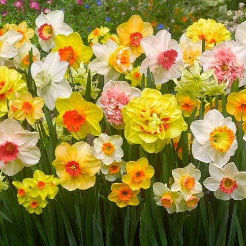 Daffodil Mix Bulbs for Planting - Easy to Grow Perennial Flowers for Garden or Containers (50 Bulbs)