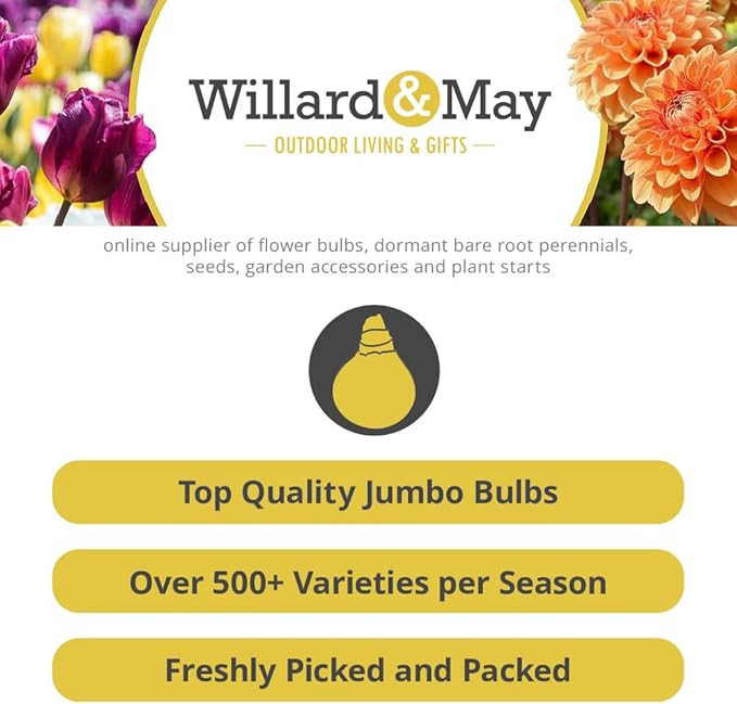 25 Orange Ranunculus Bulbs for Planting - Buttercup Flower Bulb Value Bag - Plant in Gardens, Containers & Flowerbeds - Easy to Grow Fall Perennial Flowers Bulbs by Willard & May