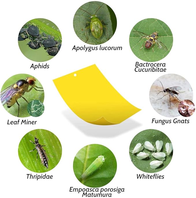 Kensizer 10-Pack Fruit Fly Trap, Yellow Sticky Gnat Trap Killer for Indoor/Outdoor Flying Plant Insect Like Fungus Gnat, Whiteflies, Aphids, Leaf Miners - 6x8 in, Twist Ties Included