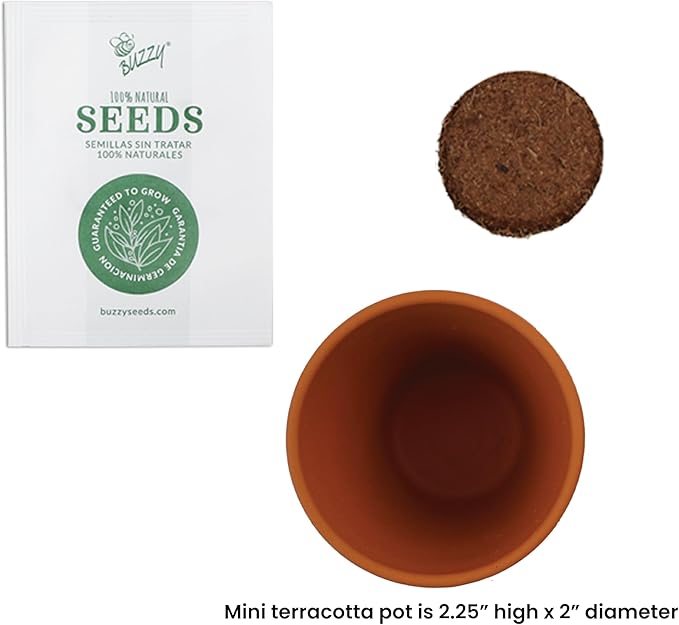 BUZZY Seeds Terracotta Holiday Mini Grow Pot Candy Cane | Peppermint 6-Pack | Herb, Plant Starter Kit for Kids & Adults | Guaranteed to Grow | Best Indoor Gardening Gifts, Favors, Stocking Stuffers