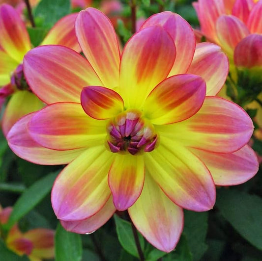 Pacific Ocean Dahlia Roots- Beautiful Flowering Dahlia Bulbs - Long Period Blooming Dahlia Roots - Easy to Grow (4 Pack)