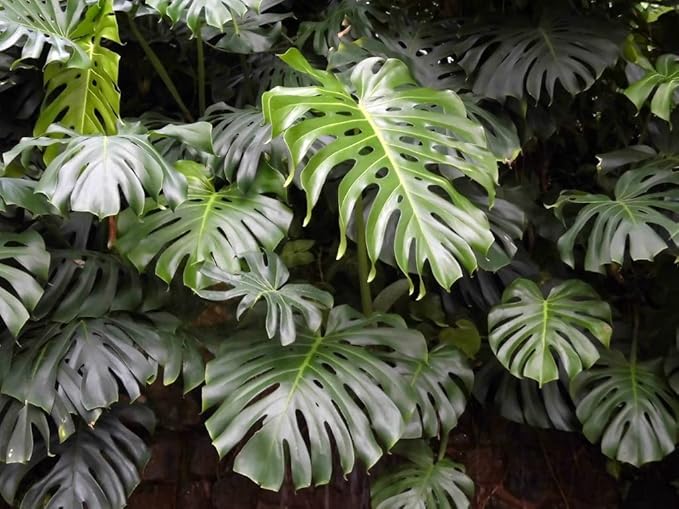 Premium Carambola Potting Soil Mix - Perfect Balance of Nutrients, Drainage, and Aeration for Thriving Starfruit Trees - 3 Quart