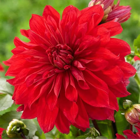 Dahlia Dinnerplate Babylon Red - Dahlia Tubers for Planting, Easy to Grow Dahlia Bulbs, Large Double Blooms Dahlia (8 Pack)