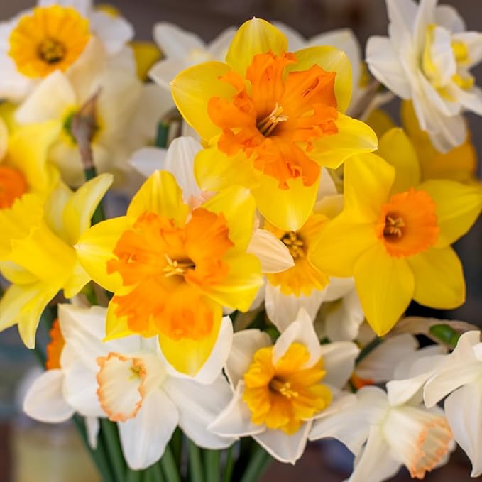 50-Pack Mixed Daffodil Bulbs – Naturalizing Narcissus Variety Pack – Bulk of Spring-Blooming Flowers – Deer Resistant & Cold Hardy – Easy Fall Planting - Plant in Gardens, Borders & Beds