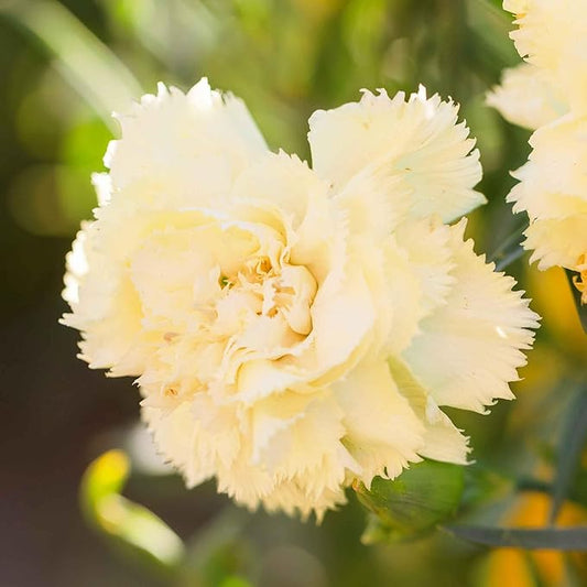 Eden Brothers Carnation Seeds - Marie Chabaud