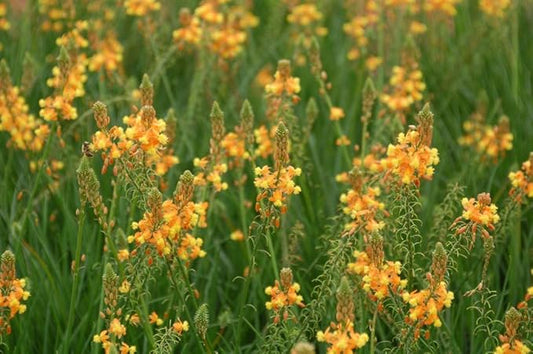 Bulbine Frutescens Hallmark Orange - 10 Live Plants - Butterfly Attracting Flowering Groundcover