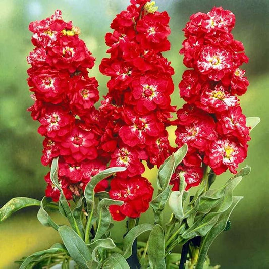 Outsidepride Ten Week Crimson Mattiola Stock Seeds - 2000 Pcs Annual Flower Seeds for Planting with Fragrant Blooms That Attract Pollinators, Compact Growth, for Cut Flower Arrangements & Containers