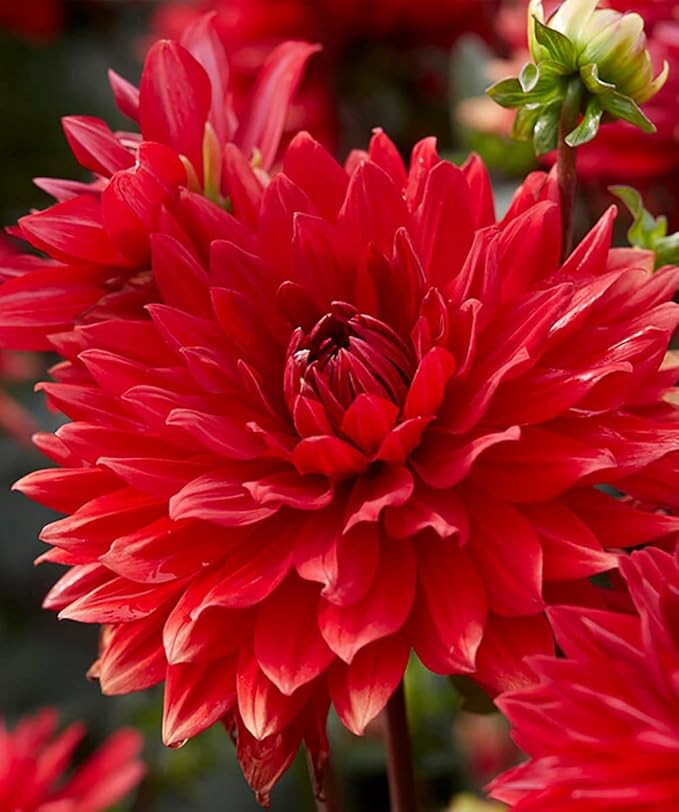 Garden Wonder Dahlia Bulbs - Stunning Dahlia Blooms, Large Flowering Dahlia Bulbs | Perennial Flower, Prefect for Cut, Easy to Grow, Attracts pollinators (8 Pack)