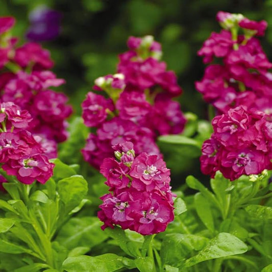 Outsidepride Ten Week Deep Rose Mattiola Stock Seeds - 2000 Pcs Annual Flower Seeds for Planting with Fragrant Blooms that Attract Pollinators, Compact Growth, for Cut Flower Arrangements & Containers