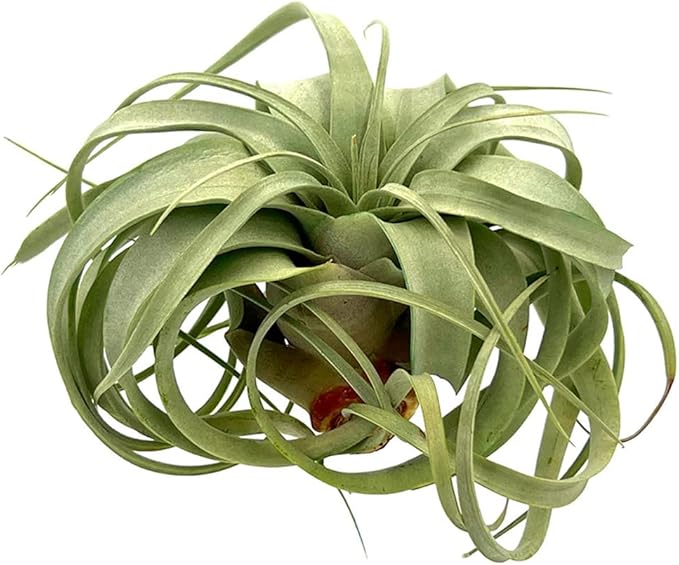 Air Plants - Tillandsia Xerographica, Large 5-7” - 3ct - Live Arrival Gauranteed - House Plants for Home Decor & Gift